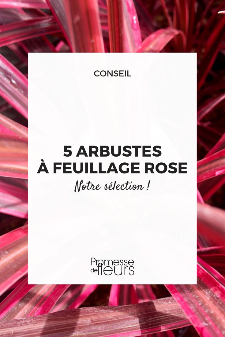 5 bush with pink foliage