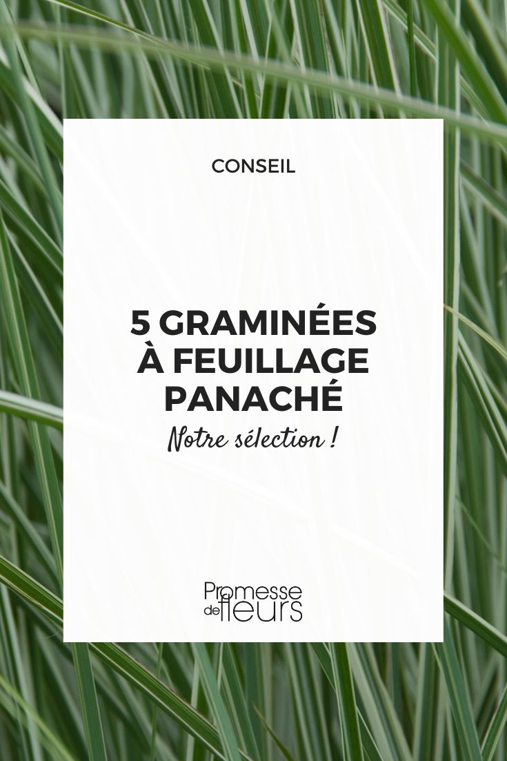 5 variegated grasses