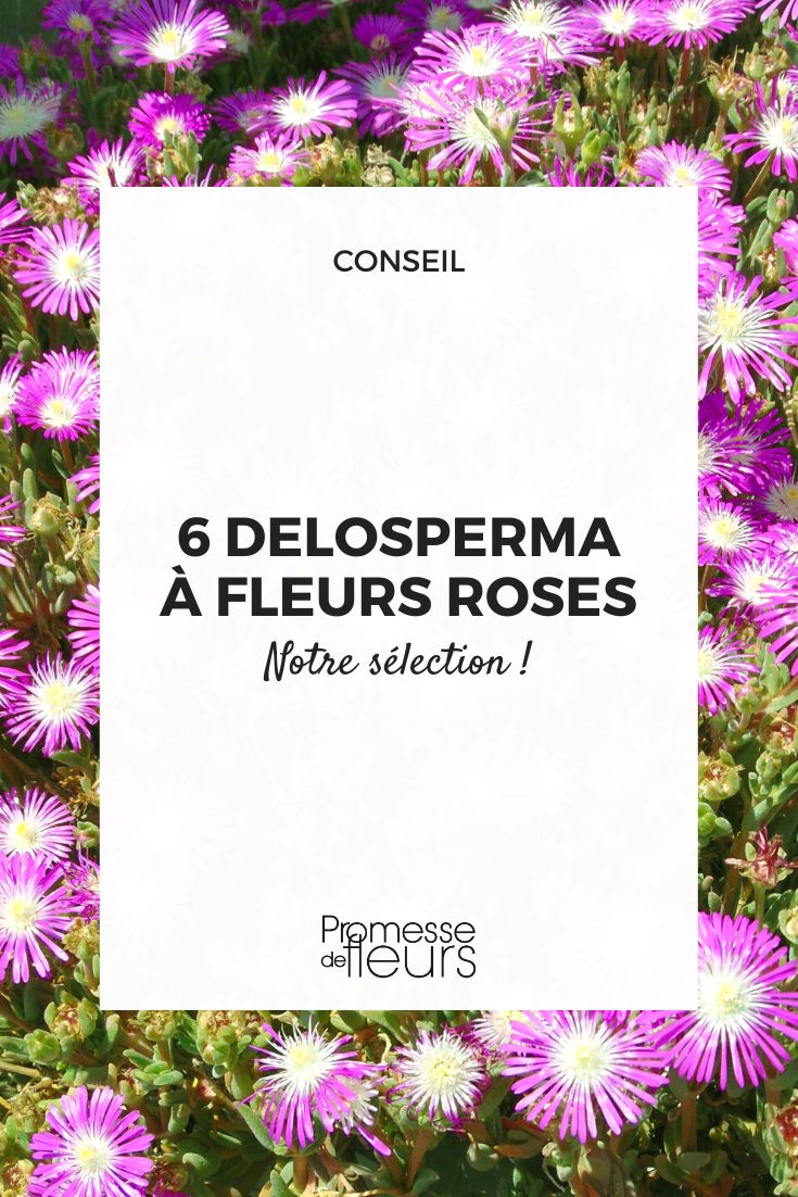 6 Pink-flowered Delosperma
