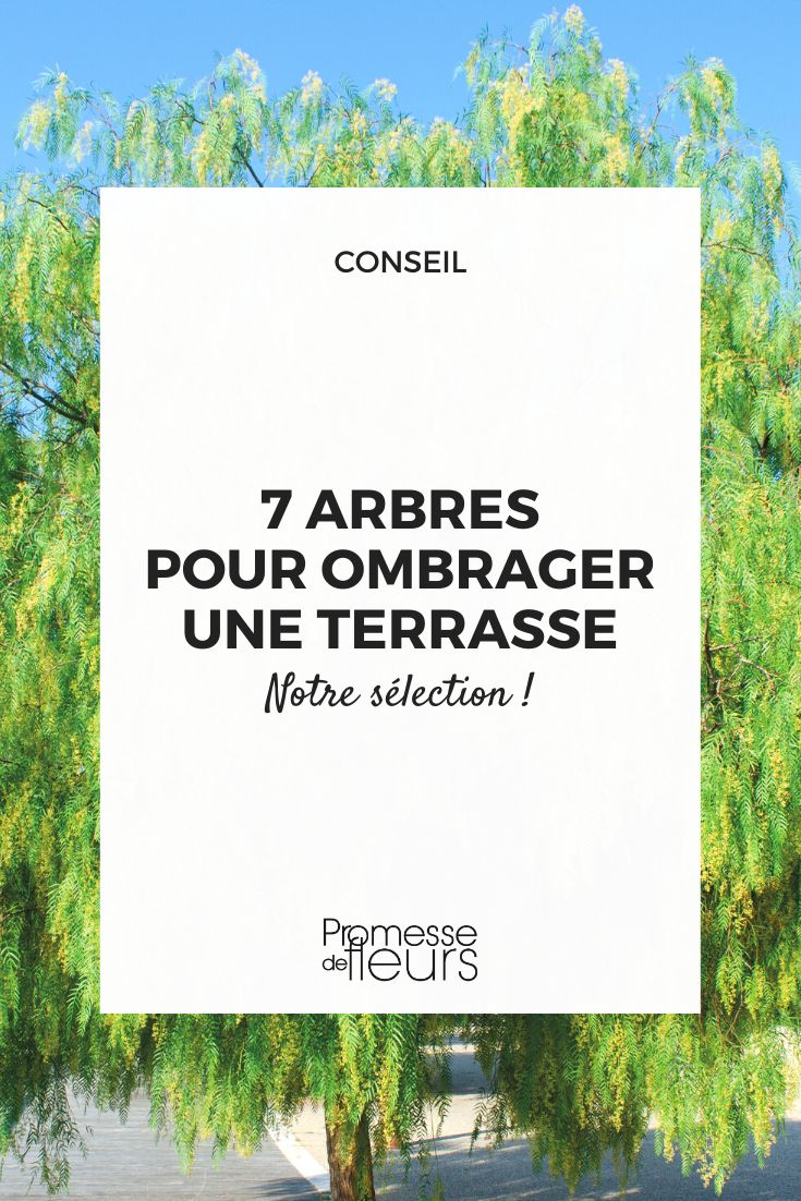 7 trees to shade a terrace