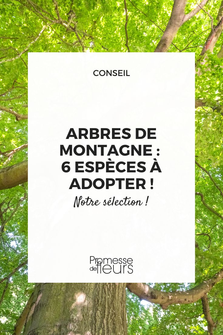 Mountain Trees: 6 Species to Adopt!