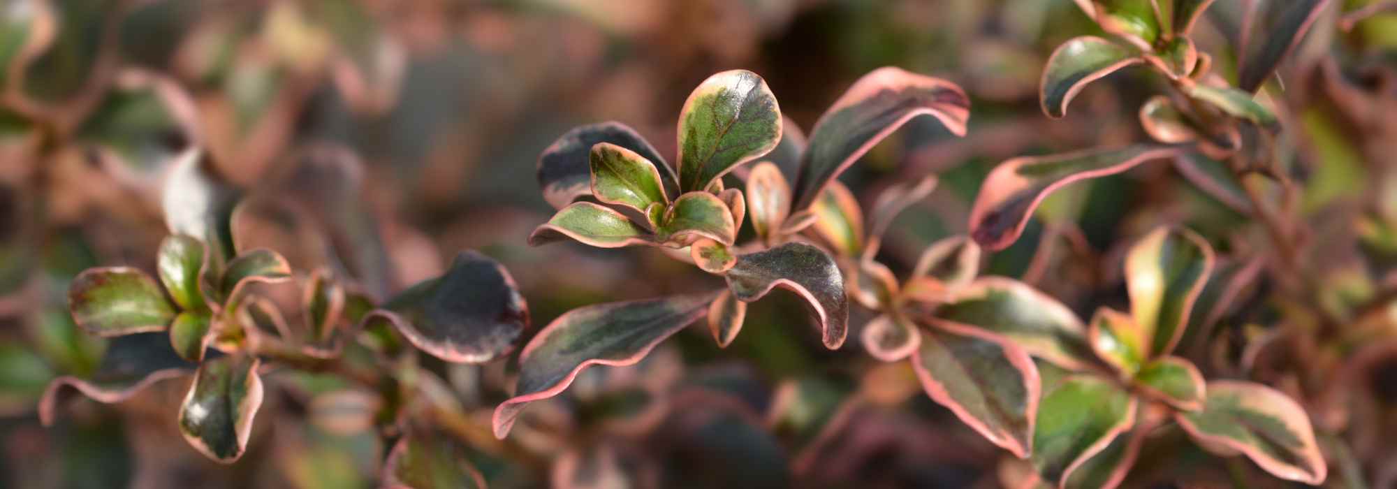 7 evergreen shrubs with colourful foliage