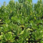 Ecological importance of evergreen bushes
