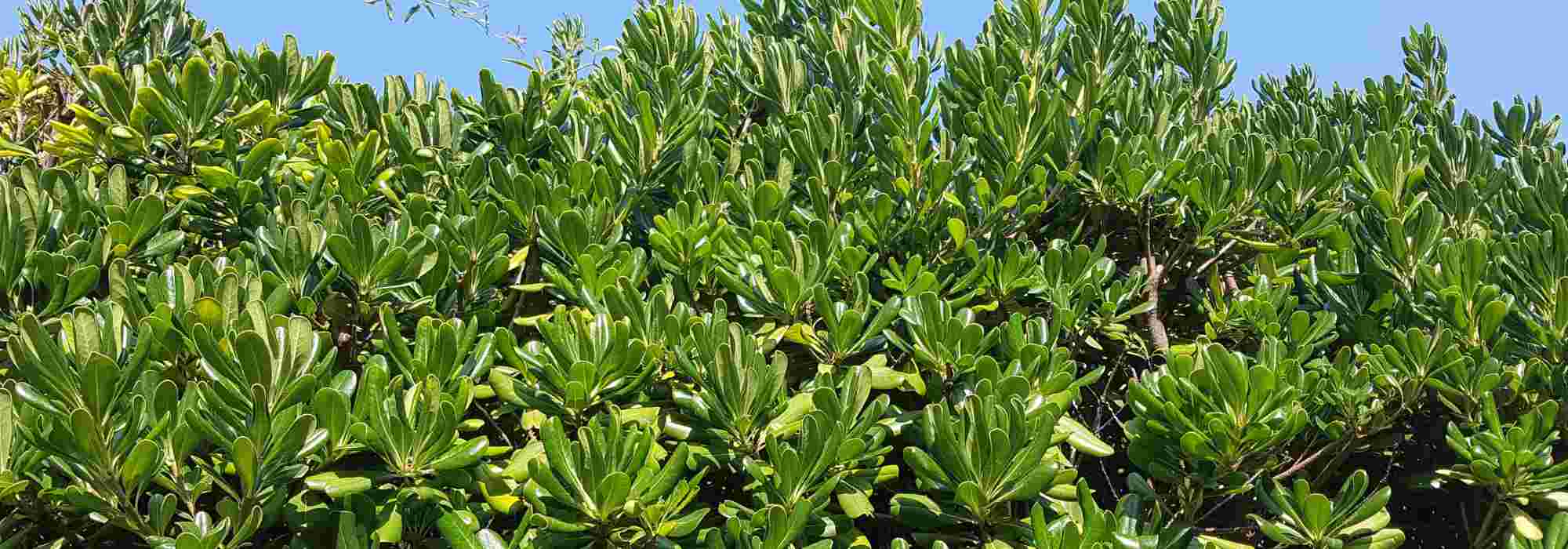 Ecological importance of evergreen bushes