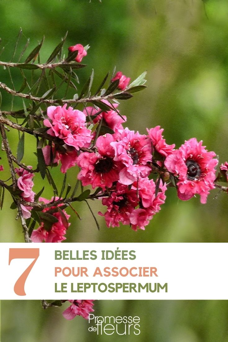 Associate the Leptospermum