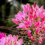 5 Cleomes with pink flowers you should have in the garden