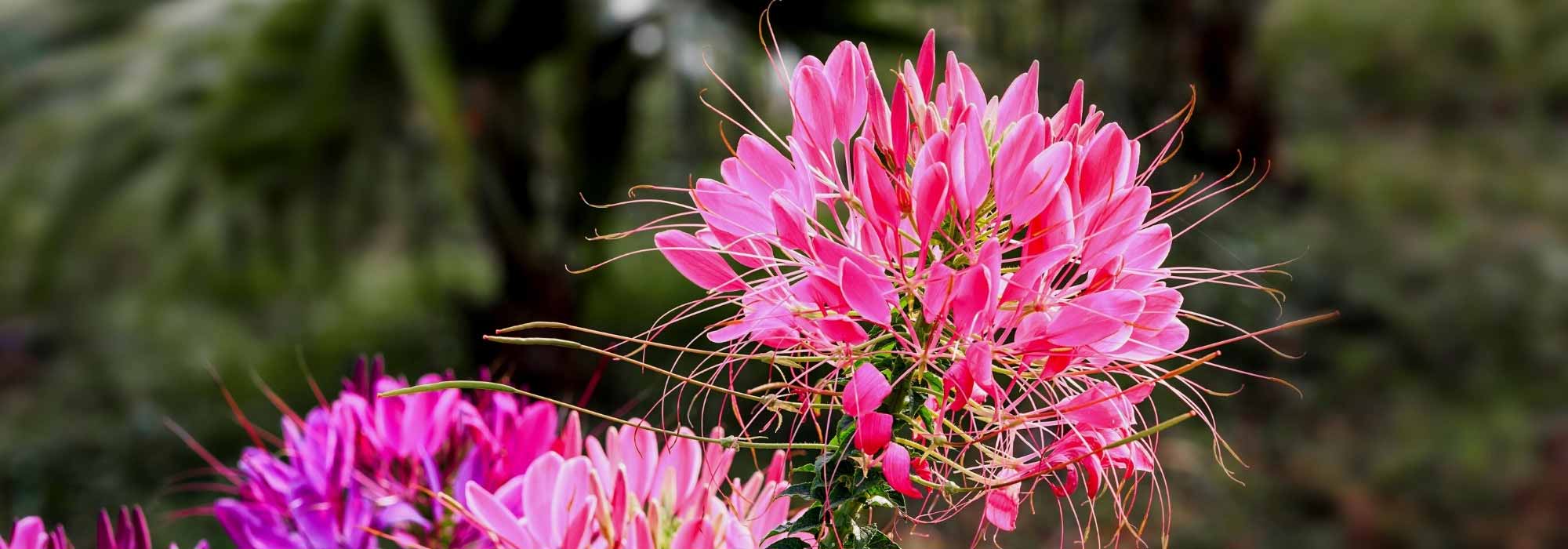 5 Cleomes with pink flowers you should have in the garden