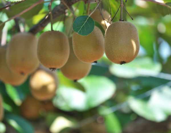 How to propagate kiwi?: our tips for success