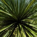 Dasylirion winter care: our tips to protect it from the cold
