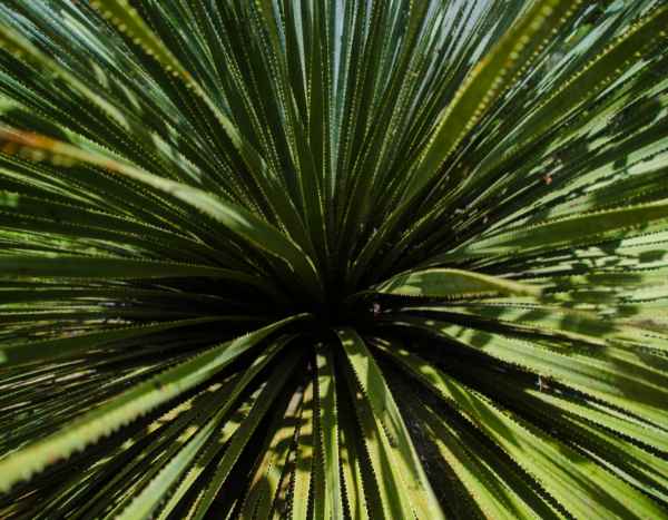 Dasylirion winter care: our tips to protect it from the cold