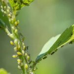 Identifying the main parasitic insects and plant diseases