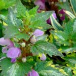 Lamium: 6 ideas for successful companion planting.