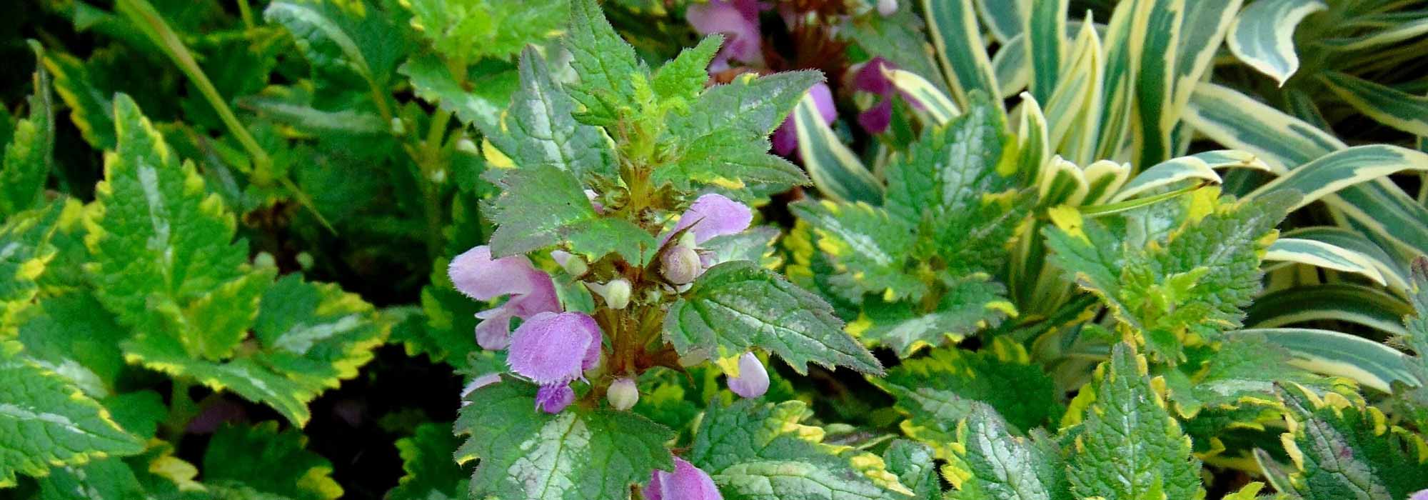 Lamium: 6 ideas for successful companion planting.