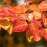 Parrotia, Persian ironwood: the five most beautiful varieties