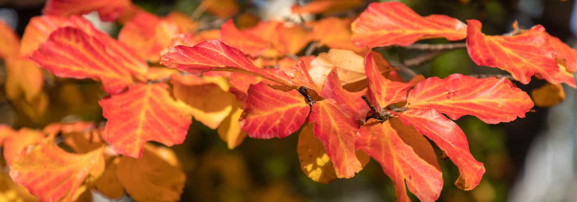 Parrotia, Persian ironwood: the five most beautiful varieties