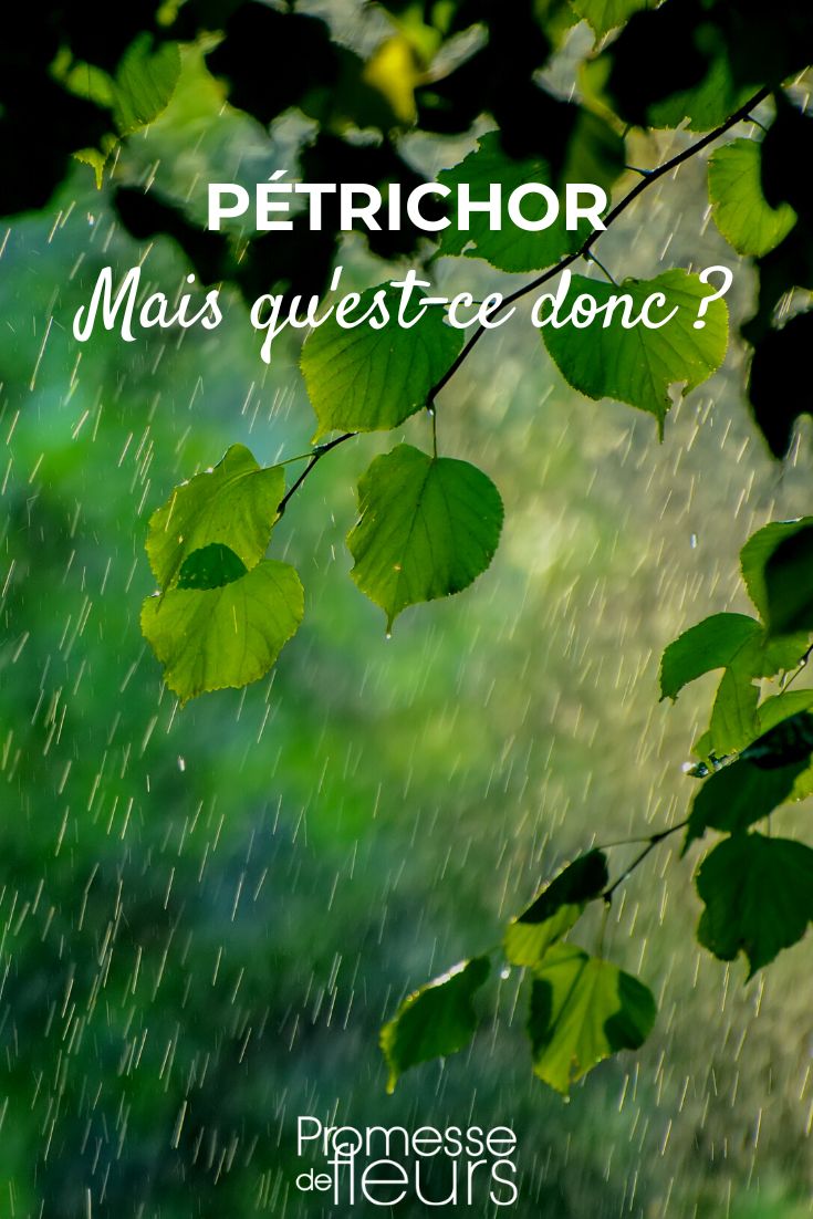 Petrichor, you say? But what is it exactly?