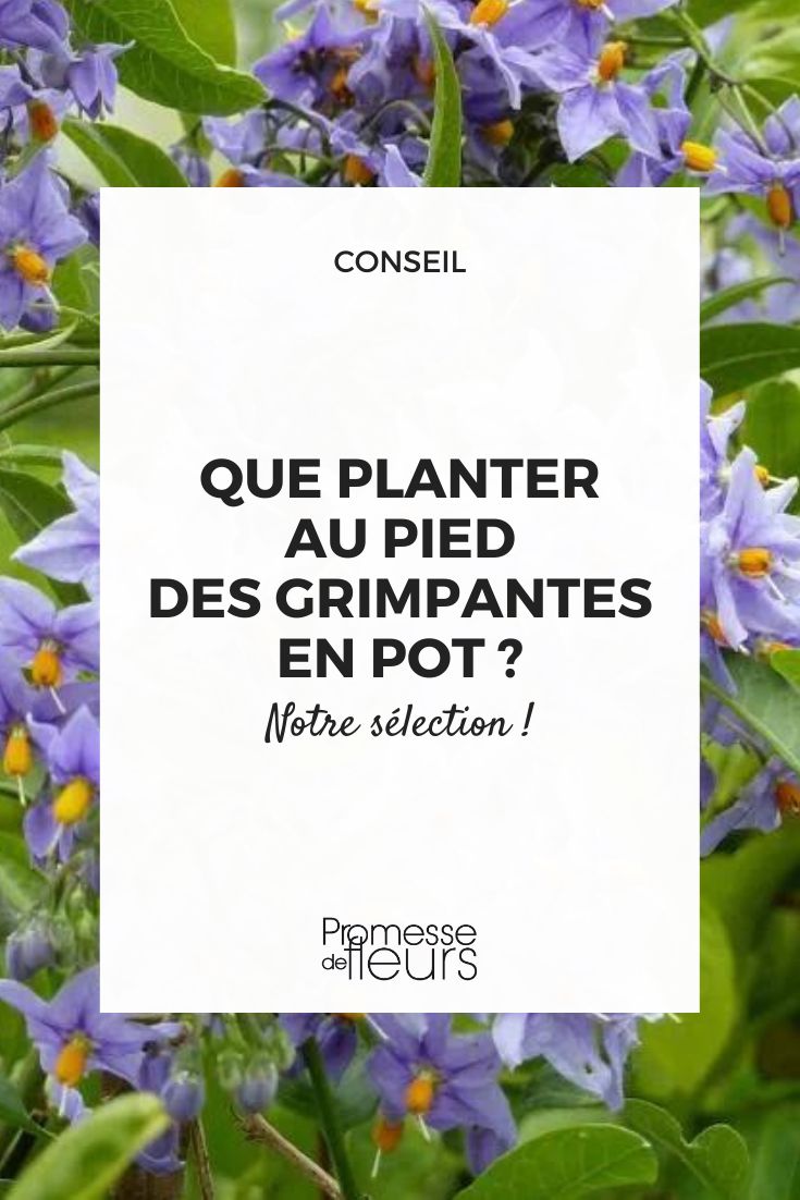 What to plant at the base of climbing plants in pots