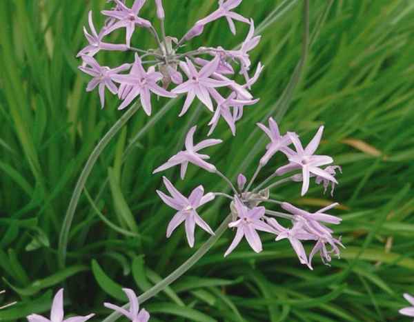 How to use Tulbaghia in cooking?