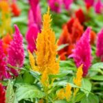 How to sow celosia?