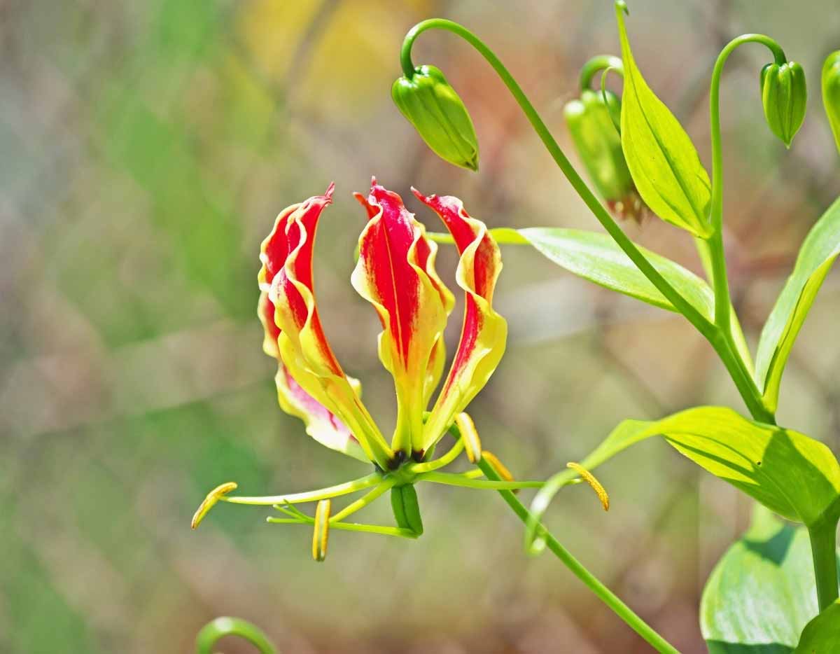 How to overwinter and propagate Gloriosa?