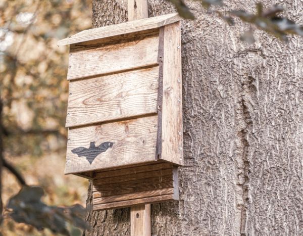 How to make a bat shelter?
