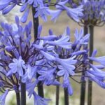 The best Agapanthus to grow in pots