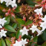 7 evergreen flowering shrubs