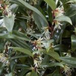 The best evergreen shrubs for city gardens