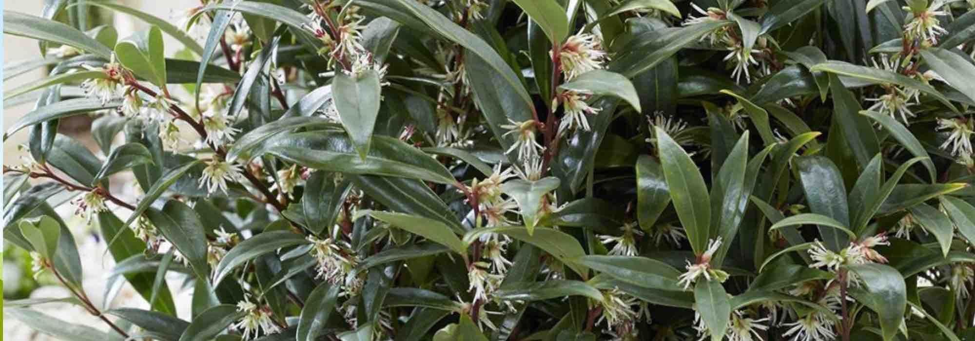 The best evergreen shrubs for city gardens