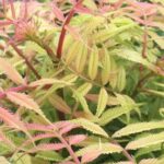 5 pink-leaved shrubs