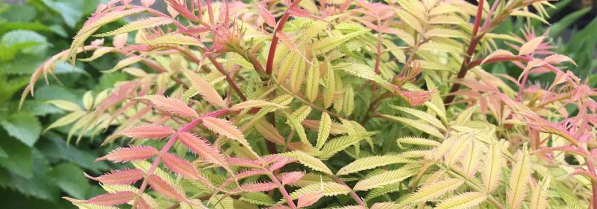 5 pink-leaved shrubs
