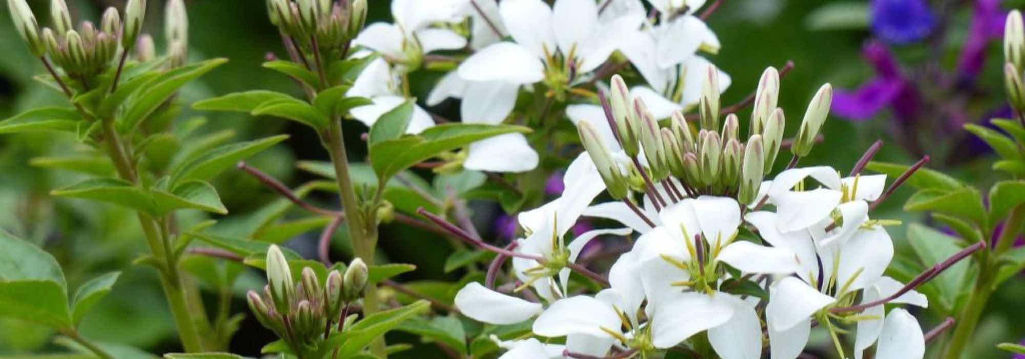 How to pair Cleomes?