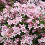 How to pair Kolkwitzia?