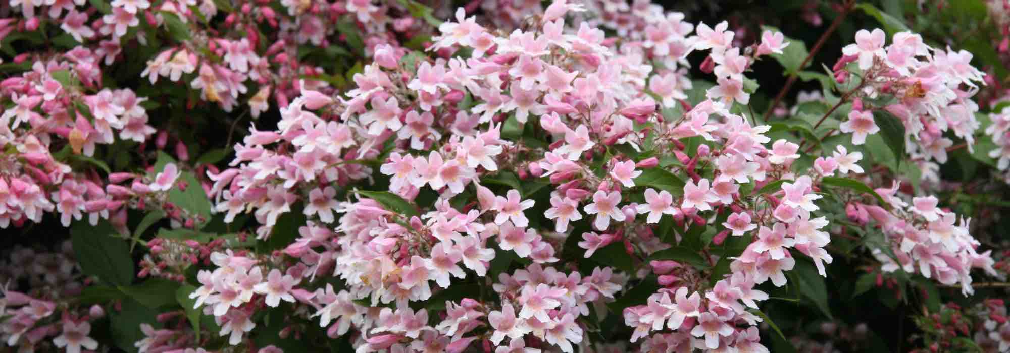 How to pair Kolkwitzia?