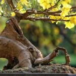 How to care for a bonsai?