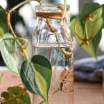 How to take cuttings from indoor plants?