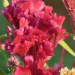 Celosia: ideal for borders and beds