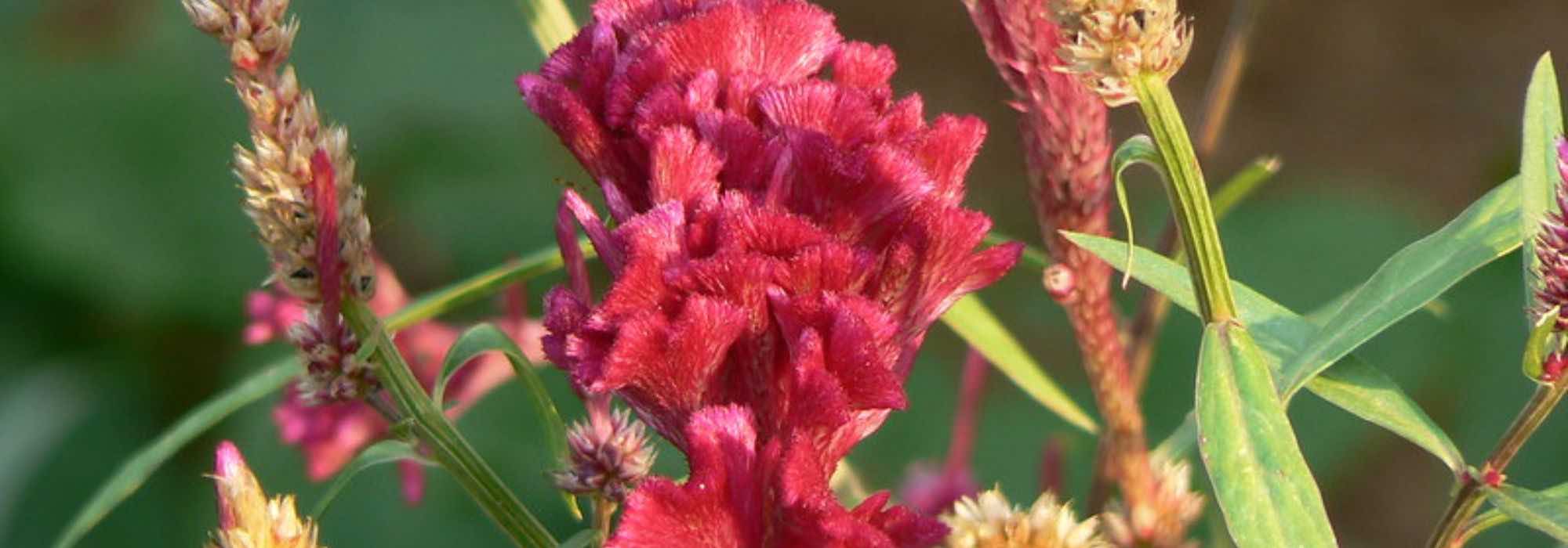 Celosia: ideal for borders and beds