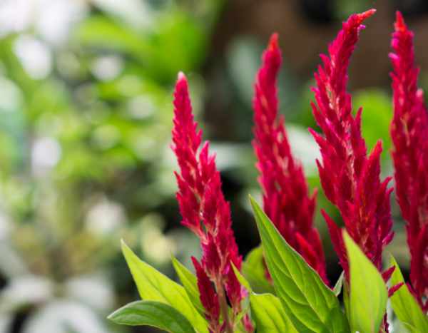 Cock's comb: what if we ate it?