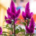 Growing Celosia in a pot