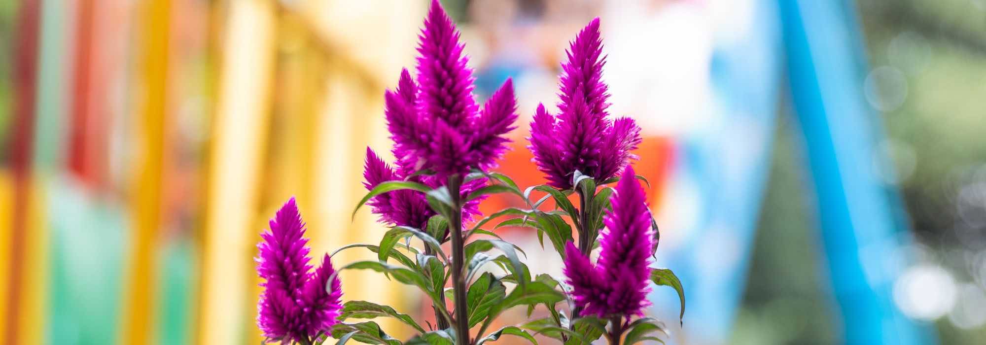 Growing Celosia in a pot
