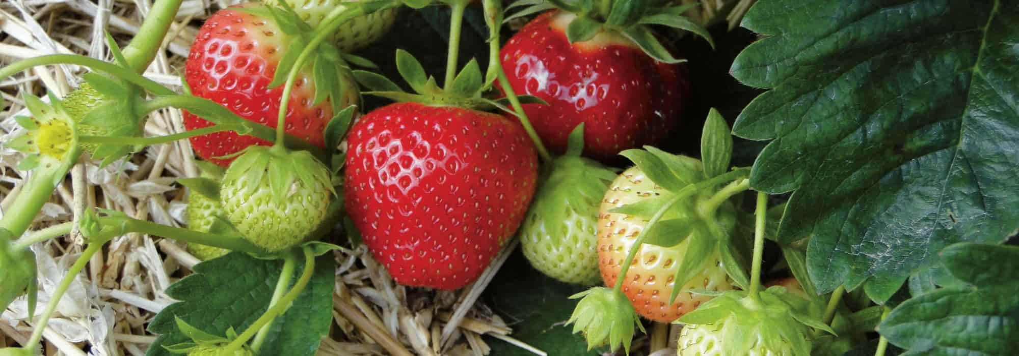 How can you obtain or propagate strawberry plants for free?