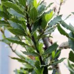 How to train a Bay laurel into a tree?