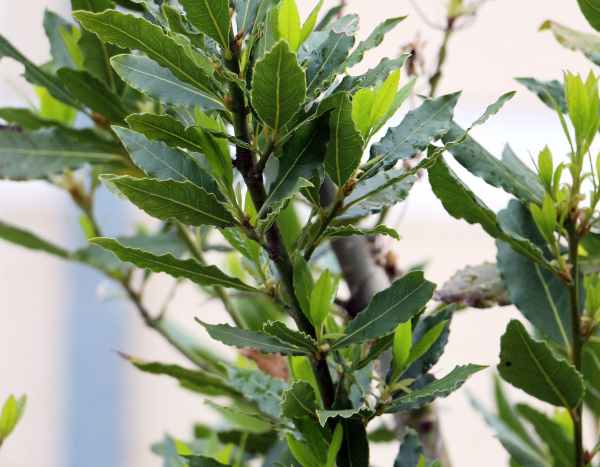 How to train a Bay laurel into a tree?