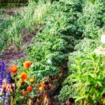 Flowers, an essential element of the permaculture vegetable garden.