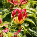 Growing Gloriosa in a pot