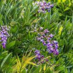 Why isn't my wisteria flowering?