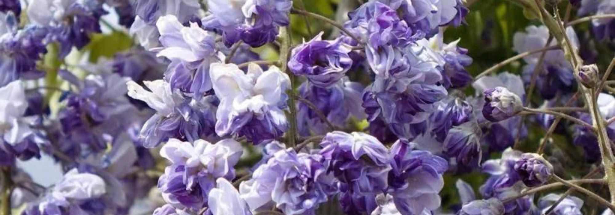 5 Wisterias to grow in pots
