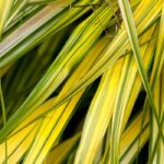 5 grasses with variegated foliage