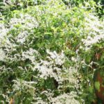 Fallopia, Japanese Knotweed: Planting, Growing, and Care